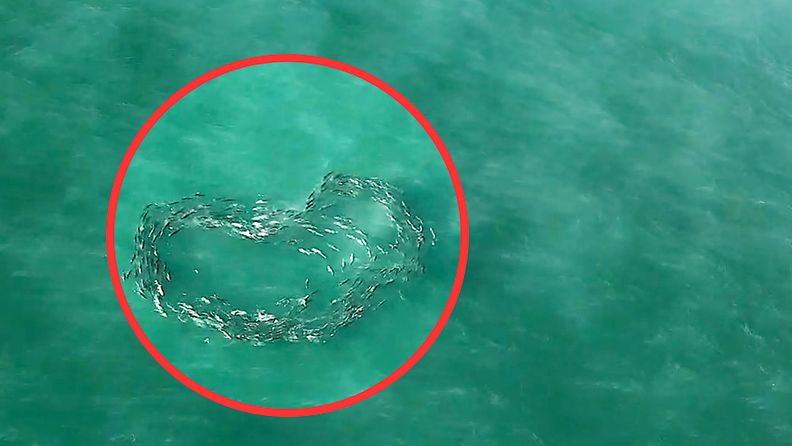 Mies etsi simpukoita dronella, kun vastaan tuli hämmästyttävä näky – katso, kuinka kalaparvi pyöri täydellisessä sydänmuodostelmassa