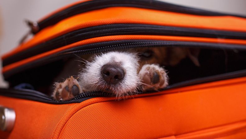 koira matkalaukussa
