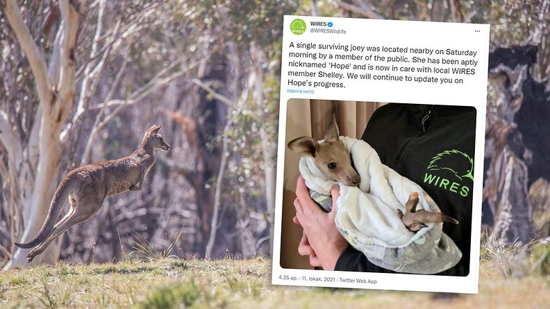 Australiassa kahta teinipoikaa syytetään 14 kengurun tappamisesta. Vain yksi poikanen laumasta selvisi hengissä.