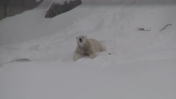 OMA: jääkarhu Nord