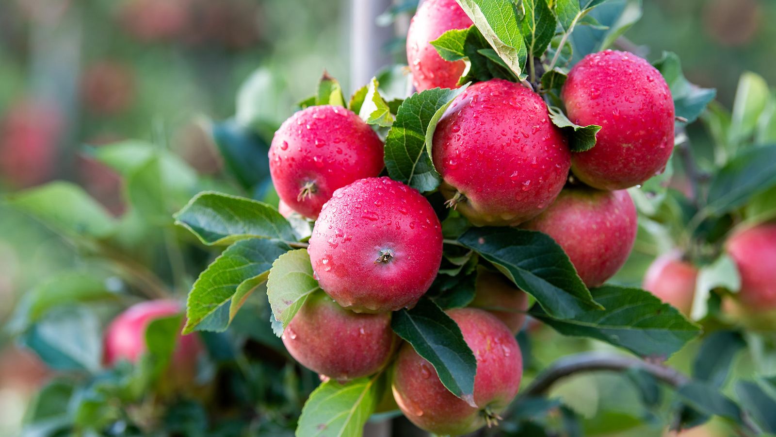 Moni unohtaa tärkeän seikan syödessään kotimaisia omenoita – älä tee näin!  | Makuja | MTV Uutiset