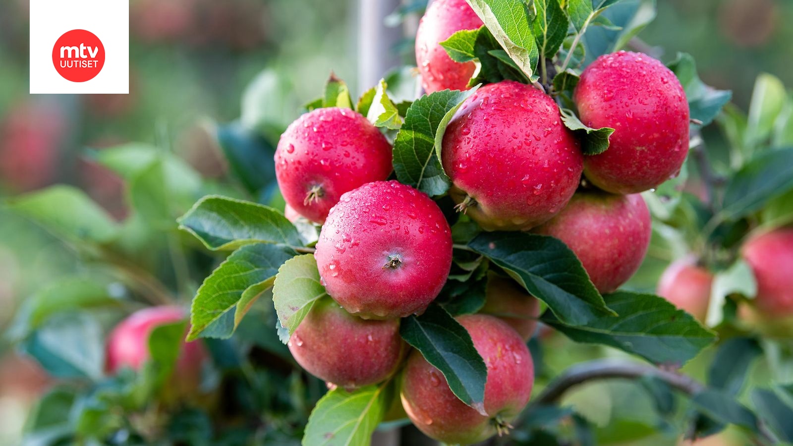 Moni unohtaa tärkeän seikan syödessään kotimaisia omenoita – älä tee näin!  | Makuja | MTV Uutiset