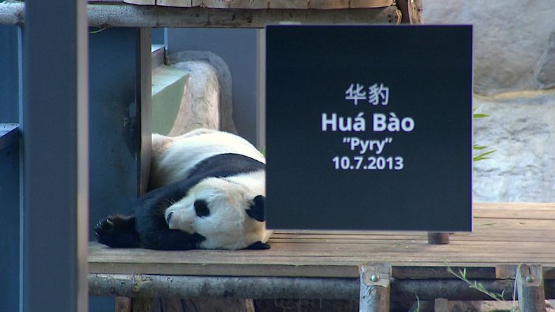 Pyry-panda, marraskuu 2021
