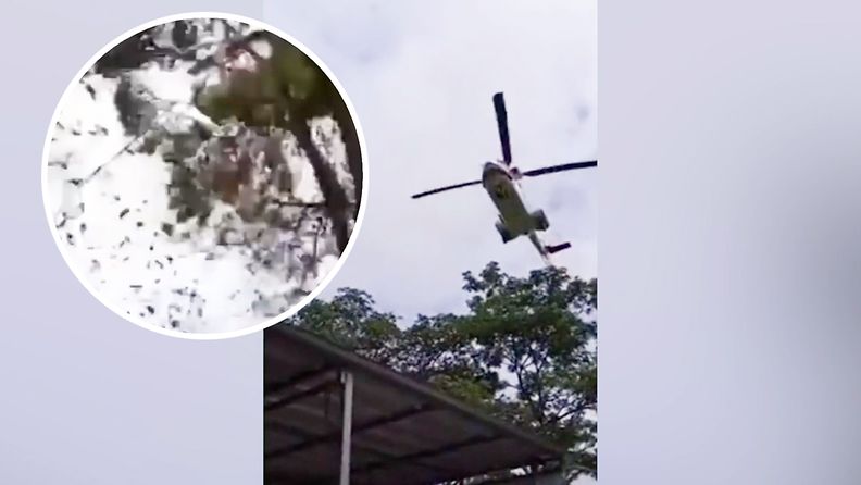 Video: Presidentin seurueen helikopteri osui puuhun – katastrofaalinen onnettomuus vain senttien päässä Indonesiassa