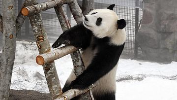 Panda lehtikuva Ähtäri