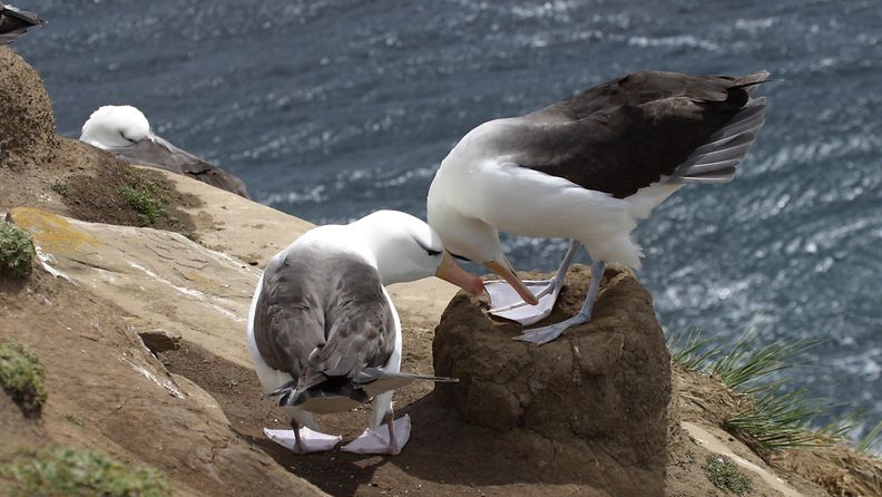 Kaksi mustakulma-albatrossia päät vastakkain kivellä Falklandinsaarilla.