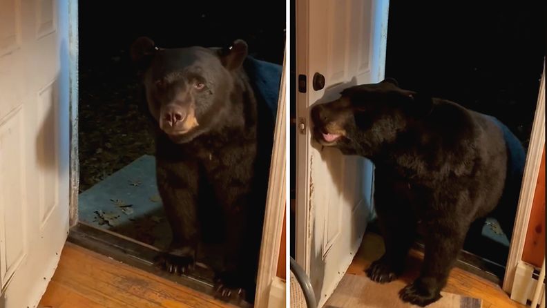 "Herra Karhu, sulkisitteko ystävällisesti oveni?" – kuistilla istuva villieläin totteli naista Yhdysvalloissa