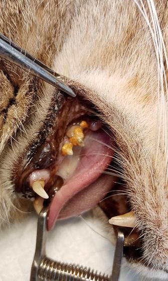 Kissa hammaskivi