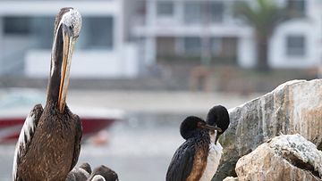 LK 23.1.2022 Öljyn tahrimia lintuja Perussa 21.1.2022.  Suuri öljypäästö saastutti rantoja Perun pääkaupungin Liman lähistöllä Etelä-Amerikassa.
