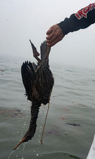 LK 23.1.2022 Öljyn tahrima lintu Perussa 21.1.2022.  Suuri öljypäästö saastutti rantoja Perun pääkaupungin Liman lähistöllä Etelä-Amerikassa.