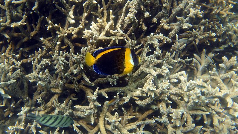 EPA Koralleja ja värikäs kala Suurella valliriutalla Australiassa.