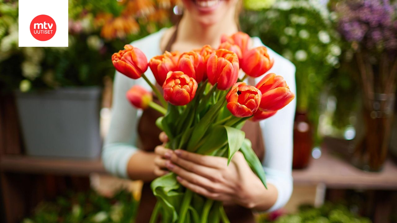 Miten saa tulppaanit kestämään? MTVuutiset.fi