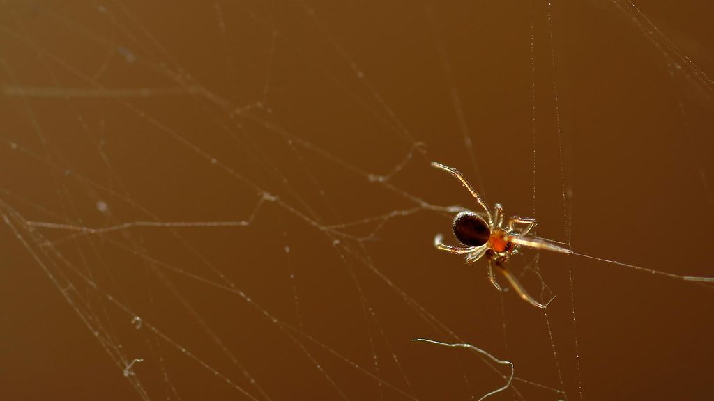 Ruotsalaiskouluista löytyi myrkyllisiä ruskohämähäkkejä – niitä majailee  myös helsinkiläismuseossa 