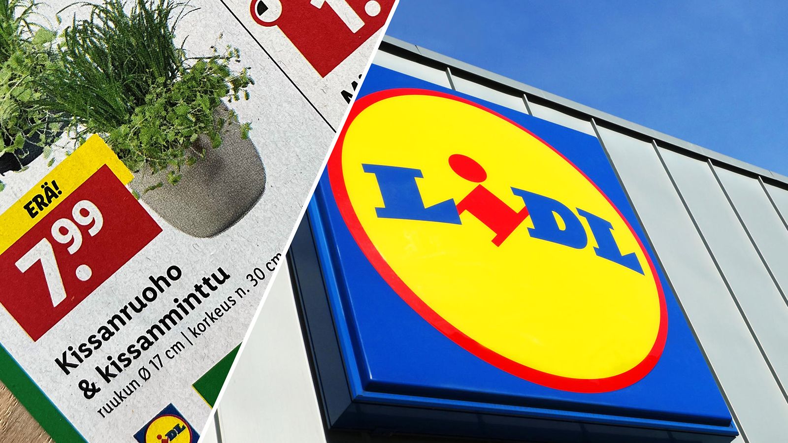 Lidl poisti kissanruohon myynnistä varotoimenpiteenä 