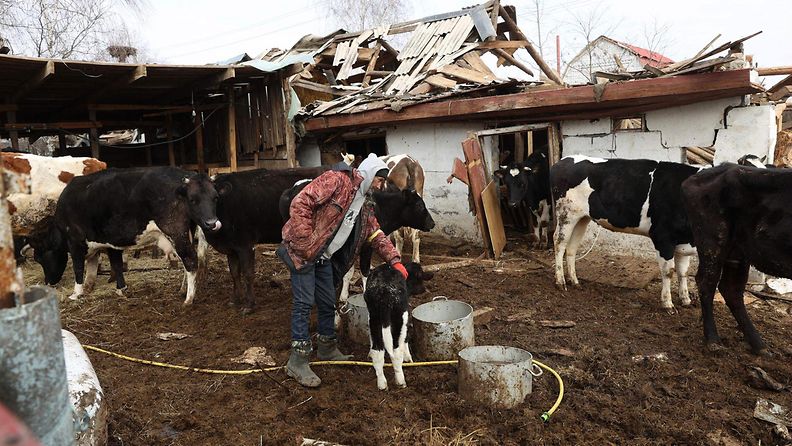LK 28032022 Paikallinen maanviljelijä seisoo lehmiensä vieressä raunioiden äärellä Kiovan pohjoispuolella 28.3.2022.