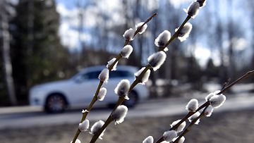 lk 11042022 pääsiäinen liikenne pajunkissoja pajunkissa