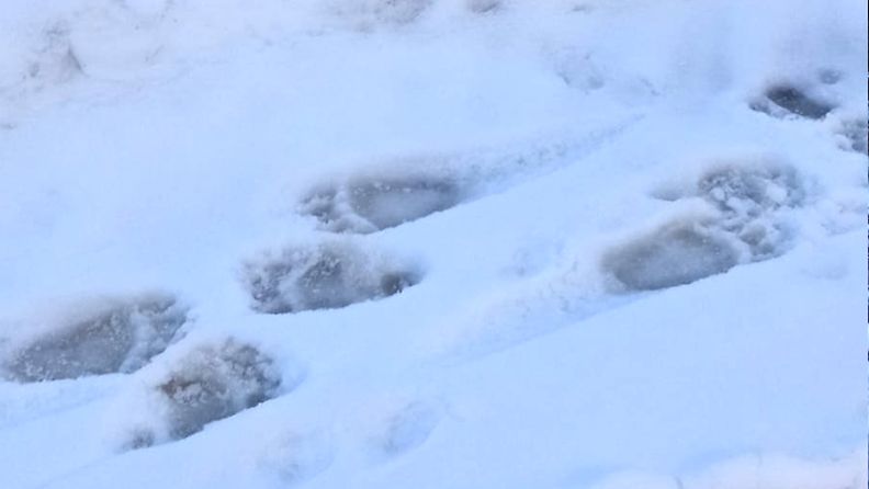 Lumihankeen jäi karhukaksikon käpälänjälkiä.
