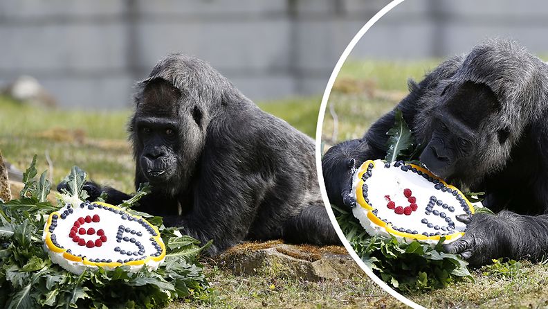 Tiettävästi maailman vanhin gorilla täytti 65 vuotta – ja hedelmäinen riisikakku maistui