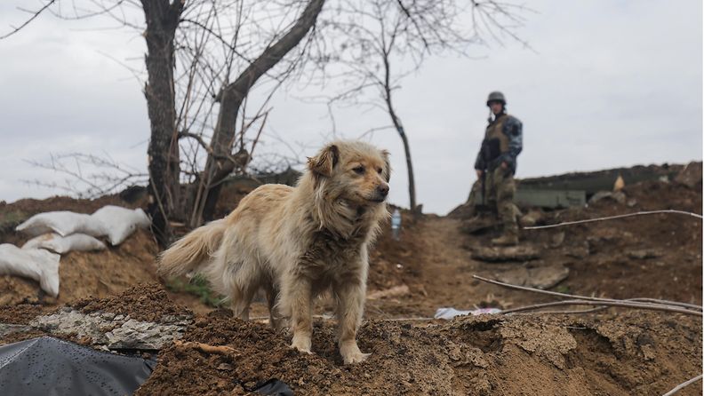 Ukrainalainen sotilas ja koira seisoivat asemissa Luhanskin ja Donetskin välisellä alueella 18. huhtikuuta. 