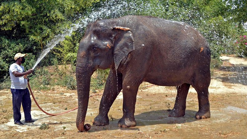 LK 1.5.2022 Talonmes kylvettää elefanttia kuumana kesäpäivänä villieläinten suojelujärjestön tiloissa Farahissa Intiassa 1.5.2022.