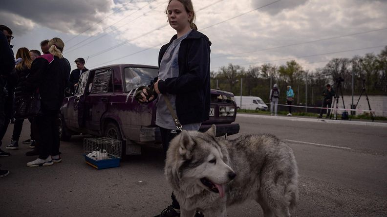Mariupolista evakuoitu Alina Vorotylina saapui koiransa kanssa Zaporizhzhjaan 2. toukokuuta.