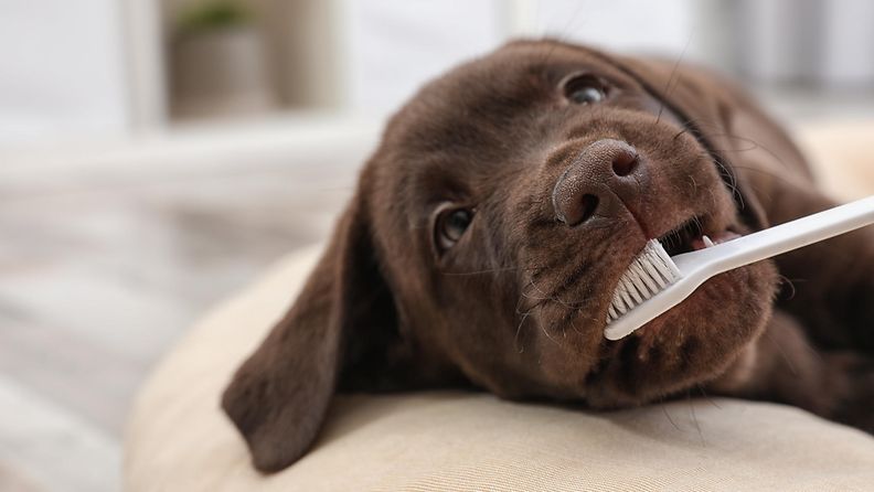 koiran hampaiden harjaus