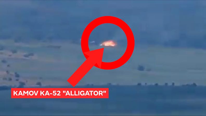 alligaattori2