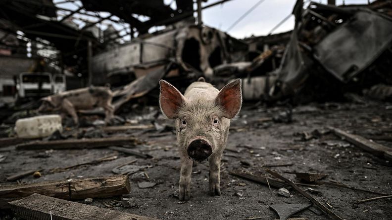 SLK 18.6.2022 Sika seisoi tuhoutuneessa maatalouslaitoksessa Verkhniokamjansken kylässä Itä-Ukrainassa Donbasin alueella tänään lauantaina 18. kesäkuuta.
