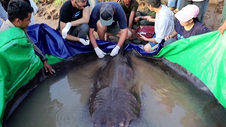 Suurin koskaan makeasta vedestä pyydystetty kala napattiin Mekong-joesta