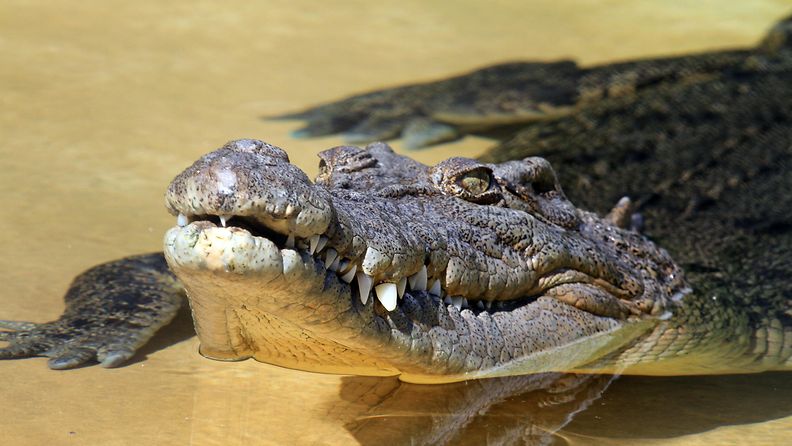 Saltwater crocodile. Head shot. Queensland, Australia