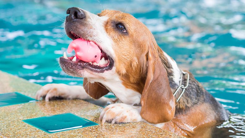 beagle, koira, koira vedessä