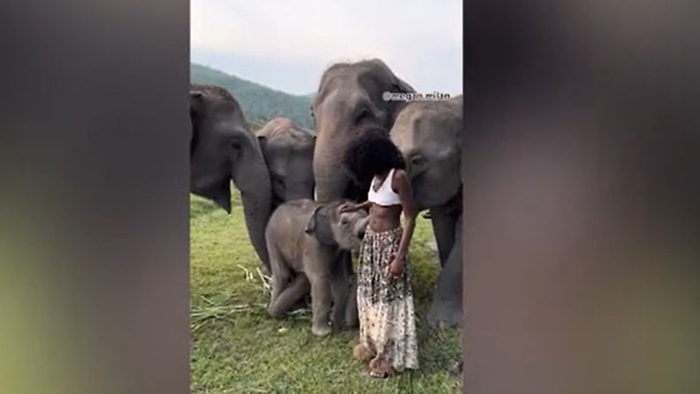 Kameraone pääkuva innostunut elefantinpoikanen