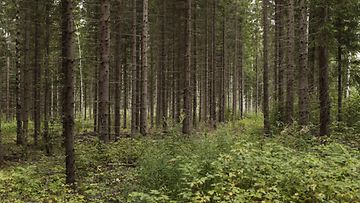 Metsää Suomessa elokuussa 2021.