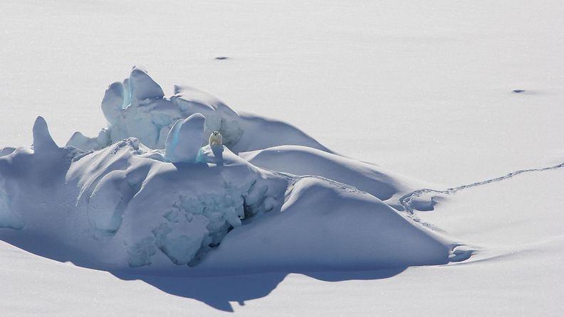 Jääkarhu seisoi lumipeitteisellä jäävuorella Kaakkois-Grönlannissa maaliskuussa 2016.