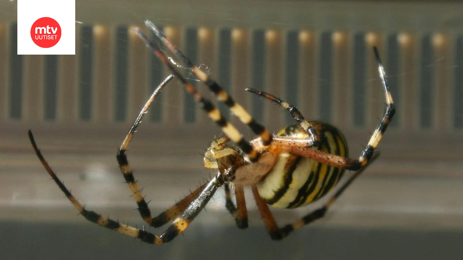 Ötökkäkammo voi häiritä lomaa, mutta hyönteiset ja hämähäkit ansaitsevat  myös ihailua: 
