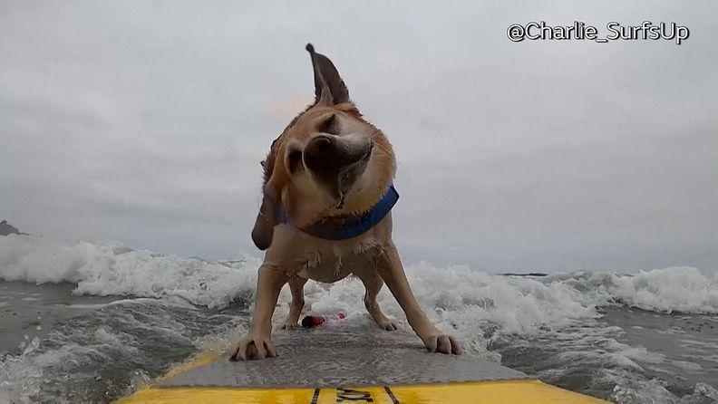 Onko hauskempaa nähty? – Koirat kilpailivat surffaamisen mestaruudesta Kaliforniassa