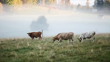 Kolme lehmää sumuisella niityllä.