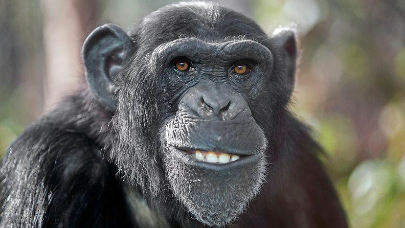 simpanssi