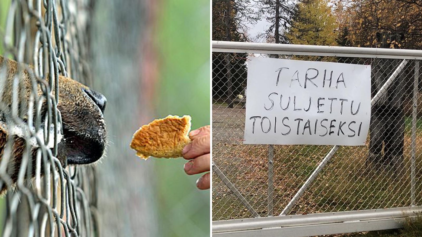 IS: Kuusamon Suurpetokeskus haluaa eläintarhalupansa takaisin -  