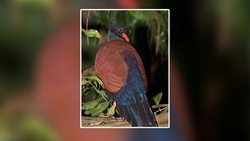 AOP Tämä mustaniskainen fasaanikyyhky (Black-Naped Pheasant-Pigeon) kuvattiin eläintarhassa Texasissa Yhdysvalloissa 26.10.2019.