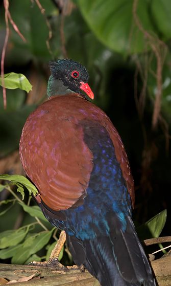 AOP Tämä mustaniskainen fasaanikyyhky (Black-Naped Pheasant-Pigeon) kuvattiin eläintarhassa Texasissa Yhdysvalloissa 26.10.2019. (1)