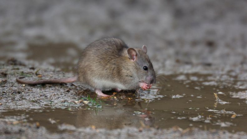 AOP Isorotta juo vettä lätäköstä lätäkkö rotta brown rat