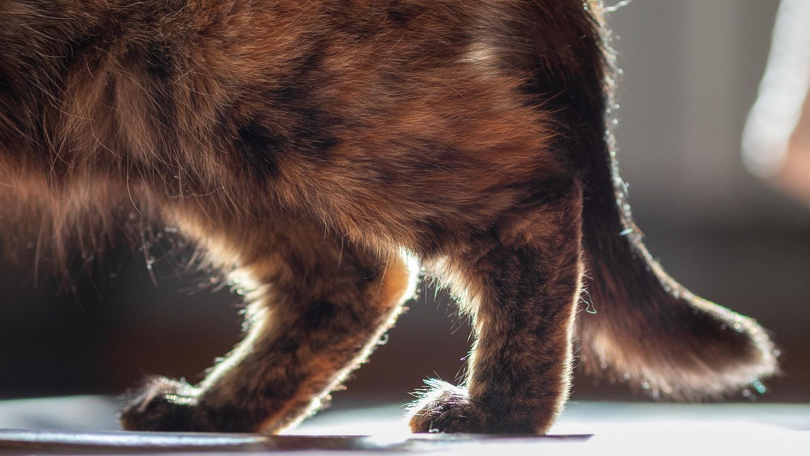 Guinness World Records: 26 vuotta ja 316 päivää vanha Flossie on maailman  vanhin elossa oleva kissa 