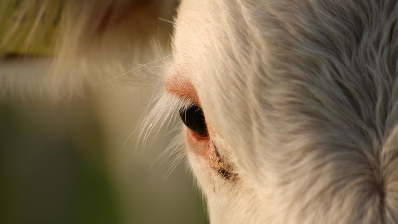 lehmä silmä aop