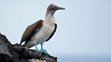 Galapagossaari lintu harvinainen