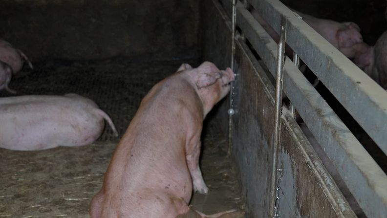 Eläinsuojeluyhdistys Oikeutta eläimille salakuvasi 12 sikalassa eläinten järkyttäviä oloja syksyllä 2022.