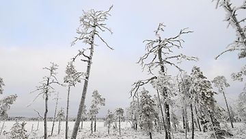 LK 21.12.2022 Metsä talvi, Pakkassää Kainuussa Suomussalmen Piispajärvellä 23. marraskuuta 2022.