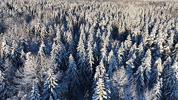 LK 21.12.2022 Lumista metsää Keskuspuistossa Helsingin Paloheinässä 9. joulukuuta 2022.