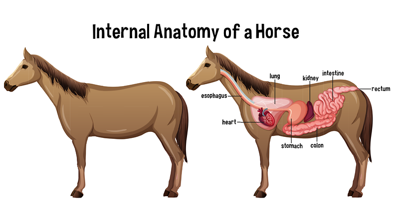 hevosen anatomia