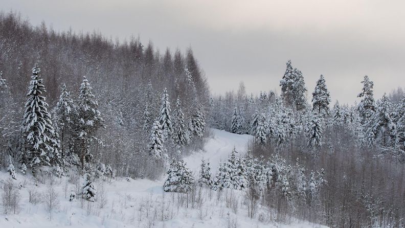 Luminen tie ja talvinen metsä Korpilahdessa.